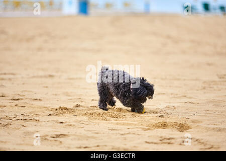 Schwarzen Havaneser Hund auf dem Sand des Strandes mit einem gelben Ball spielen Stockfoto