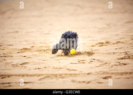 Schwarzen Havaneser Hund auf dem Sand des Strandes mit einem gelben Ball spielen Stockfoto