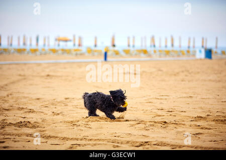 Schwarzen Havaneser Hund auf dem Sand des Strandes mit einem gelben Ball spielen Stockfoto