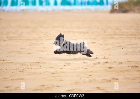 Schwarzen Havaneser Hund auf dem Sand des Strandes mit einem gelben Ball spielen Stockfoto