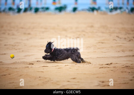 Schwarzen Havaneser Hund auf dem Sand des Strandes mit einem gelben Ball spielen Stockfoto