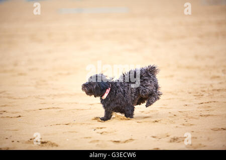 Schwarzen Havaneser Hund auf dem Sand des Strandes mit einem gelben Ball spielen Stockfoto