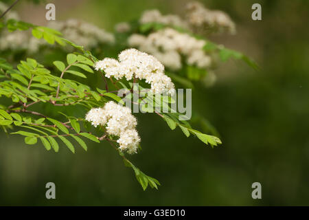 Rowan Baum blüht im Frühjahr Stockfoto