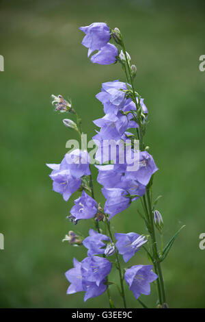 Campanula Persicifolia Pfirsich blättrige Glockenblume Stockfoto