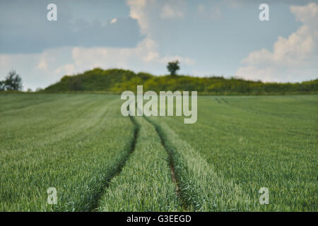 Blauen Wolkenhimmel über Korn Keimen Felder niedriger Schlesien Polen Stockfoto