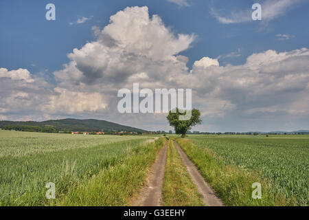 Schmutzigen Straße unter Keimen Getreidefelder mit blauen Wolkenhimmel über niedrigere Schlesien Polen Stockfoto