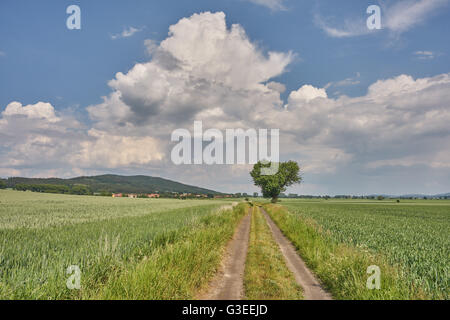 Schmutzigen Straße unter Keimen Getreidefelder mit blauen Wolkenhimmel über niedrigere Schlesien Polen Stockfoto