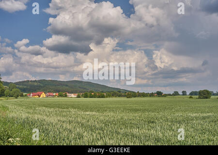 Blauen Wolkenhimmel über Korn Keimen Felder niedriger Schlesien Polen Stockfoto