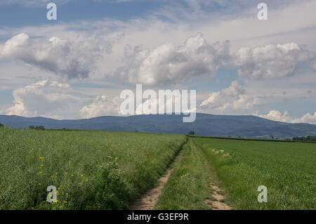 Schmutzigen Straße unter Keimen Getreidefelder mit blauen Wolkenhimmel über niedrigere Schlesien Polen Stockfoto