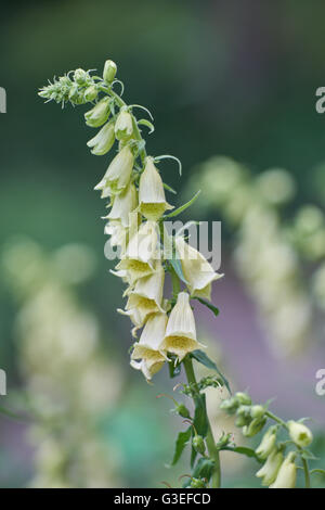 Digitalis Grandiflora große gelbe Fingerhut große blühende Fingerhut Stockfoto