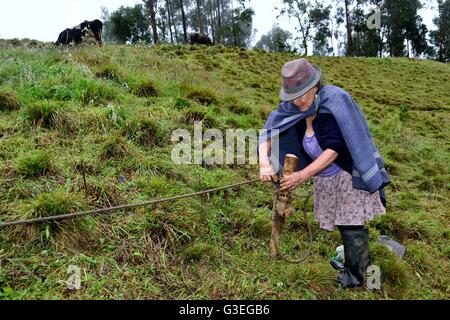 Aattaching Rinder in Pulun "Las Huaringas" - HUANCABAMBA... Abteilung von Piura. Peru Stockfoto