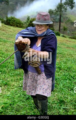 Aattaching Rinder in Pulun "Las Huaringas" - HUANCABAMBA... Abteilung von Piura. Peru Stockfoto