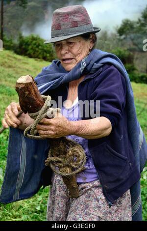 Aattaching Rinder in Pulun "Las Huaringas" - HUANCABAMBA... Abteilung von Piura. Peru Stockfoto