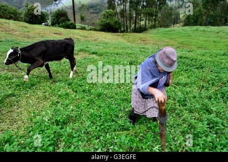 Aattaching Rinder in Pulun "Las Huaringas" - HUANCABAMBA... Abteilung von Piura. Peru Stockfoto