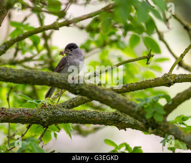 Männliche Mönchsgrasmücke mit einem Schnabel voller Insekten bereit, jungen, Yorkshire, Großbritannien zu füttern Stockfoto