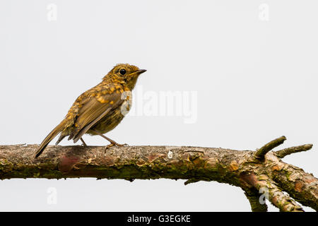 Juvenile Robin thront auf einem Ast isoliert gegen ein bewölkter Himmel, Yorkshire, Großbritannien Stockfoto