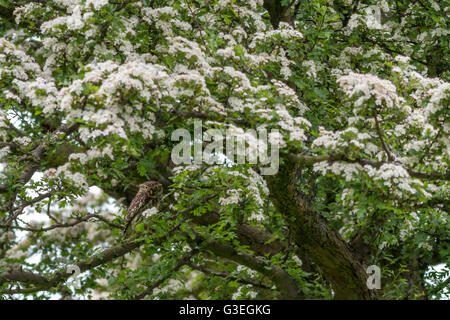 Kleine Eule gut getarnt in einem blühenden Weißdorn Baum Stockfoto