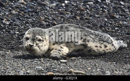 Harbor Seal Pup bei ruht auf einem gepflasterten Strand am König Range National Conservation Area Teil der California Coastal National Monument in der Nähe von Humboldt, Kalifornien. Stockfoto