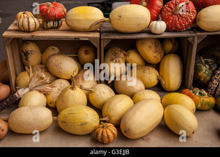 Kürbisse und Kalebassen für Verkauf auf dem Wochenmarkt in der Stadt, in der Nähe von Thanksgiving-Feiertag angezeigt. Stockfoto