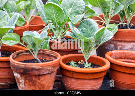 Junge Sämlinge Kohlrabi Pflanzentöpfe Garten Terrakotta Gemüse anbauen Stockfoto