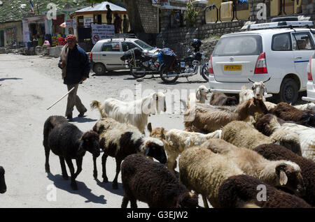 Mann hüten Ziegen Weg im Dorf, Koksar, Manali - Leh Road, Himachal Pradesh, Indien, Stockfoto