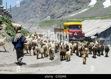 Mann hüten Ziegen Weg im Dorf, Koksar, Manali - Leh Road, Himachal Pradesh, Indien, Stockfoto