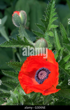 Nahaufnahme von einer hellen roten orientalische Mohn mit zwei Blütenknospen in einer Cheshire Garten Alsager England Vereinigtes Königreich UK Stockfoto