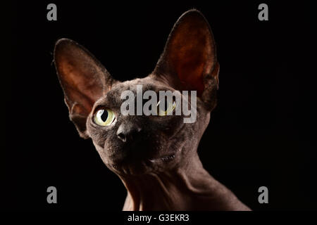 Sphynx-Katze-Porträt auf schwarz Stockfoto