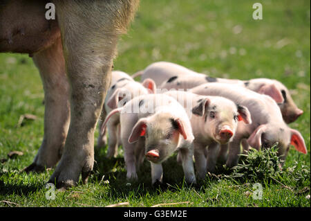 Eine Sau Gloucester alten Stelle und ihren Wurf an einem heißen Tag in der Nähe von Cirencester, Gloucestershire UK Stockfoto