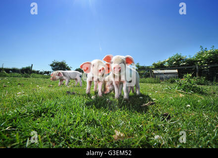 Ein Wurf von Gloucester alten Stelle Ferkel an einem heißen Tag in der Nähe von Cirencester, Gloucestershire UK Stockfoto