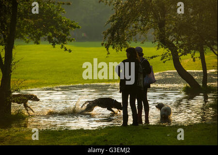 Sturzfluten in London erstellen einen Pool Fpr Hunde in einem Londoner Park spielen Stockfoto