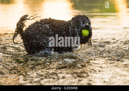 Sturzfluten in London erstellen einen Pool Fpr Hunde in einem Londoner Park spielen Stockfoto