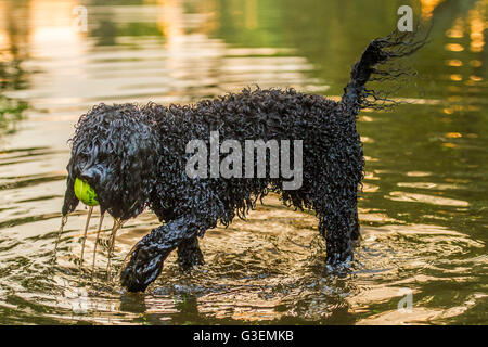 Sturzfluten in London erstellen einen Pool Fpr Hunde in einem Londoner Park spielen Stockfoto