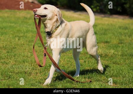 Gelber Labrador spazieren Stockfoto