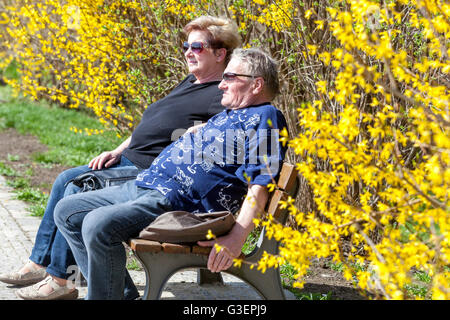 Erwachsene Seniorenpaarbank Senioren in einem blühenden Park, Prag, Tschechische Republik Frühling Forsythia x Intermedia Hedge Old people Stockfoto