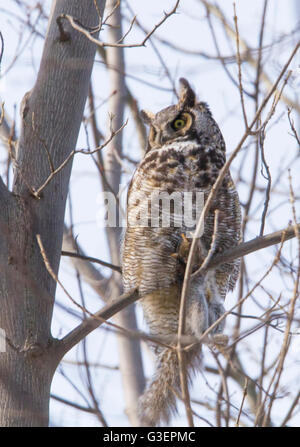 Große gehörnte Eule (Bubo Virginianus) im Winter mit Beute, graue Eichhörnchen Stockfoto