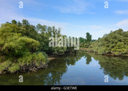 Rhein Feuchtgebiete, Deutschland, Baden-Württemberg, Schwarzwald, Schwarzwald, Rastatt Stockfoto