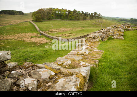 Der Hadrianswall bei Housesteads Roman Fort, Northumberland, England, UK Stockfoto