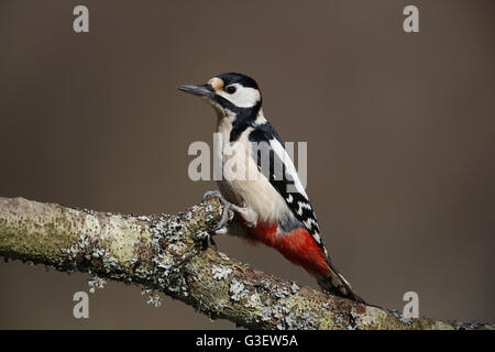 Buntspecht, Dendrocopus major, Männlich Stockfoto