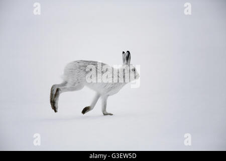 Schneehase Lepus Timidus, im Winter Fell Kreuzung Schneefeld Stockfoto