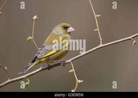 Europäischen Grünfink, Zuchtjahr Chloris, Männlich gehockt Frühling Zweig Stockfoto