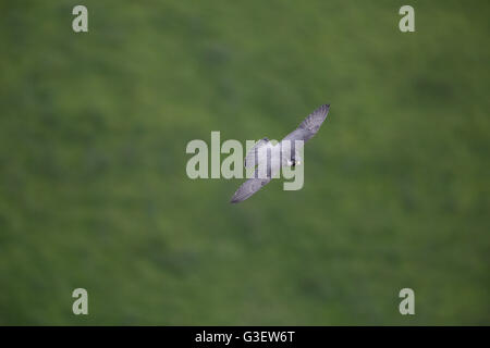 Wanderfalken Falco Peregrinus, im Flug Stockfoto