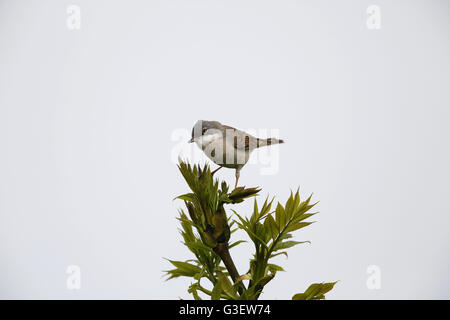 Gemeinsamen Whitethroat Sylvia Communis, Männlich Stockfoto