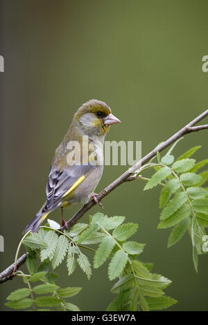 Europäischen Grünfink, Zuchtjahr Chloris, Weiblich gehockt Frühling Zweig Stockfoto