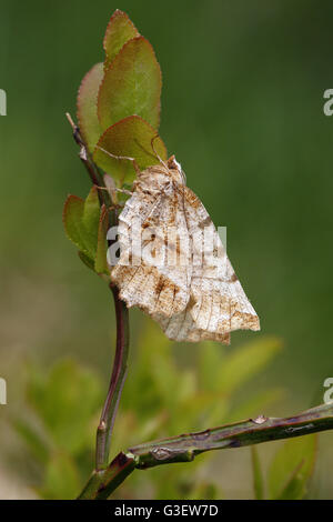 Frühe Thorn Moth, Selenia Dentaria Schlafplatz tagsüber Stockfoto