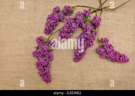 Lila Blüten auf einem Sackleinen. Syringa. Stockfoto