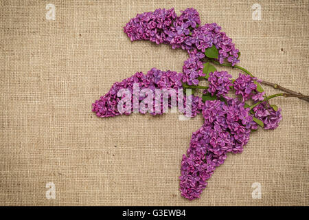 Lila Blüten auf einem Sackleinen. Syringa. Stockfoto