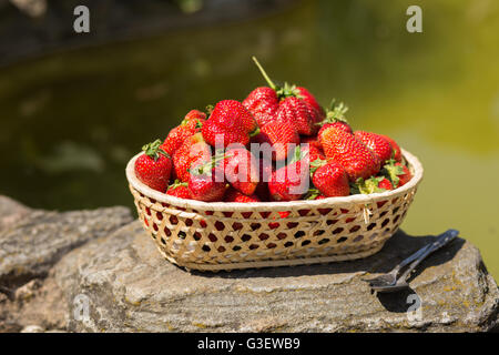 Erdbeeren in einem Korb steht auf dem Felsen am Wasser Pfund Hintergrund. Stockfoto