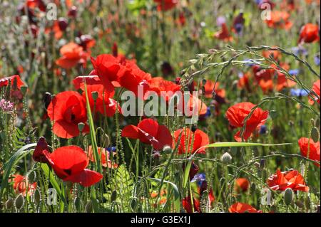 Bereich der wilden Blumen in der Schweiz Stockfoto