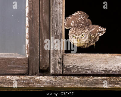 Wilde adult Steinkauz (Athene Noctua) fliegen vom Brutplatz auf der Suche nach Nahrung Stockfoto